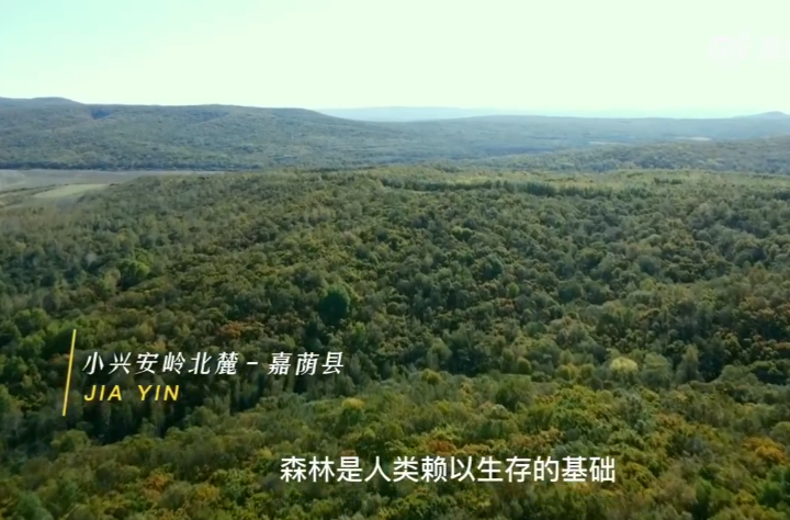 科普动起来 | 森林防火 守护共同家园