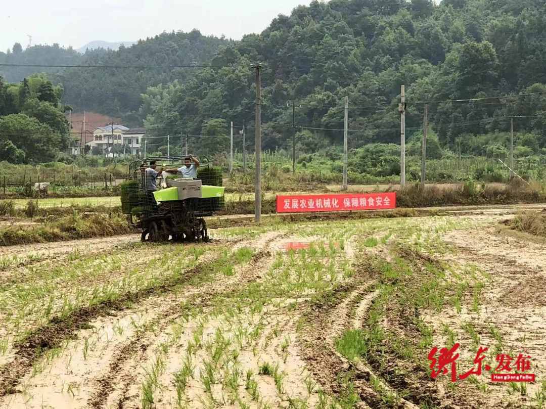 衡东县：推广水稻有序机抛秧技术 助力“机械强农”