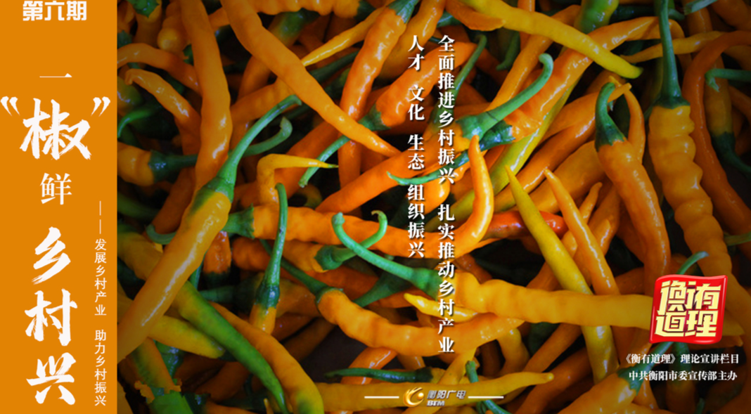 一“椒”鲜  乡村兴 ——发展乡村产业 助力乡村振兴《衡有道理》理论宣讲栏目第六期