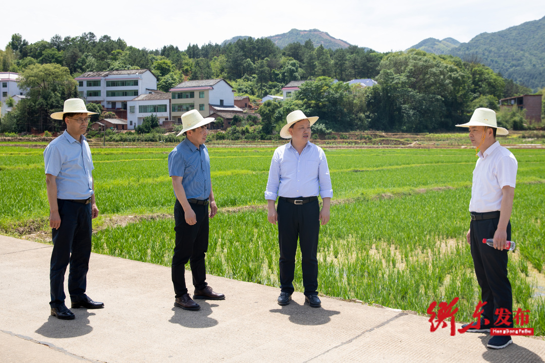 谭建华赴杨林镇调研农村公路建设工作并开展巡田