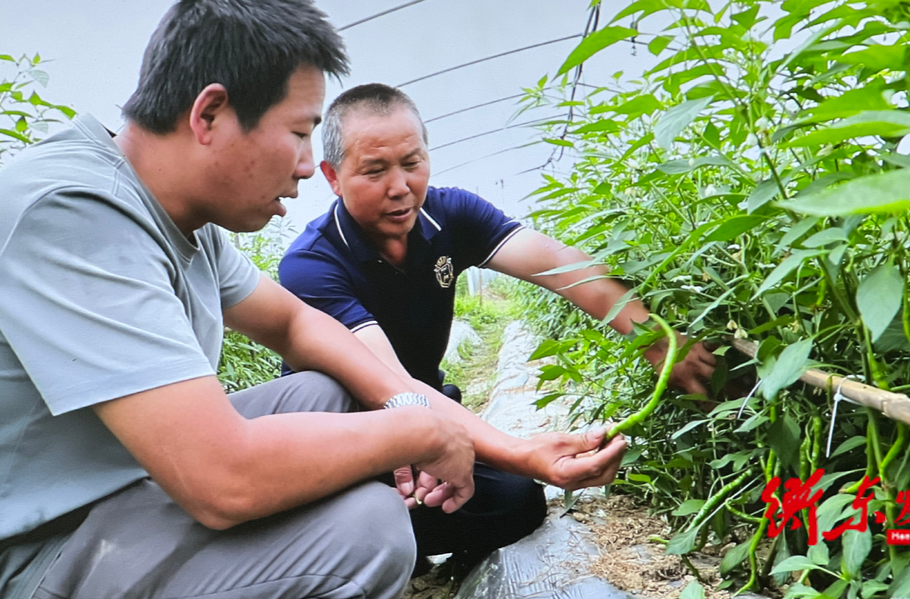 【乡村振兴】三樟镇：第一批黄贡椒新鲜上市