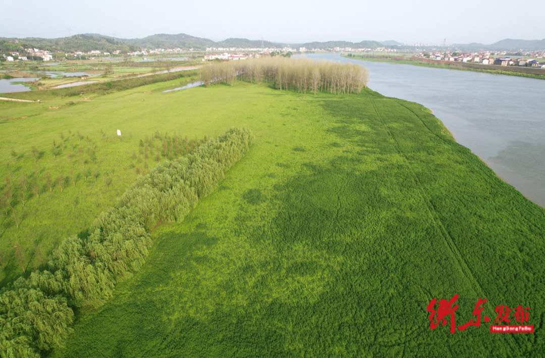 【秋日美景】衡東洣水濕地公園：生態(tài)美 景如畫 