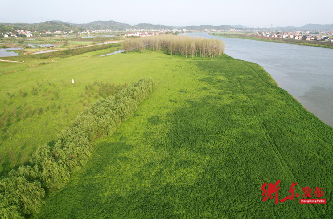 【秋日美景】衡东洣水湿地公园：生态美 景如画 