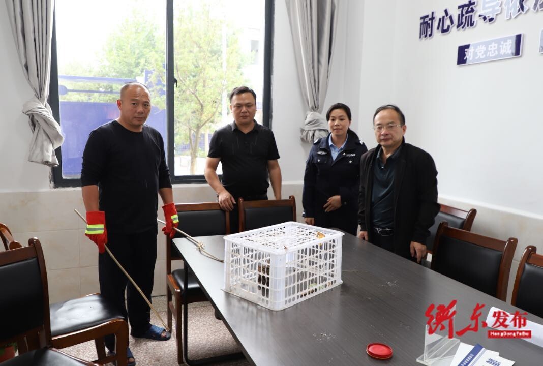 衡东县林业局救助国家二级保护动物斑林狸