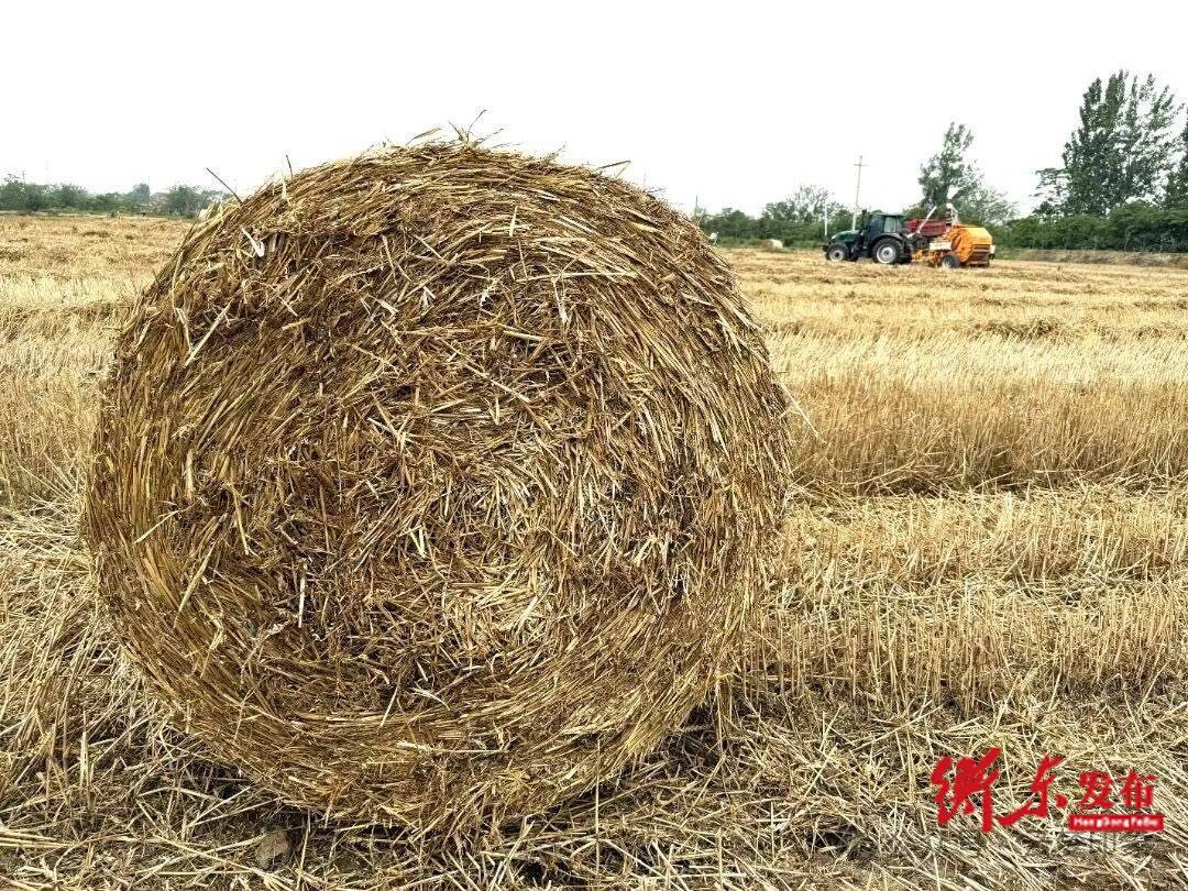 石滩乡：织密禁烧“防护网” 秸秆利用开新篇