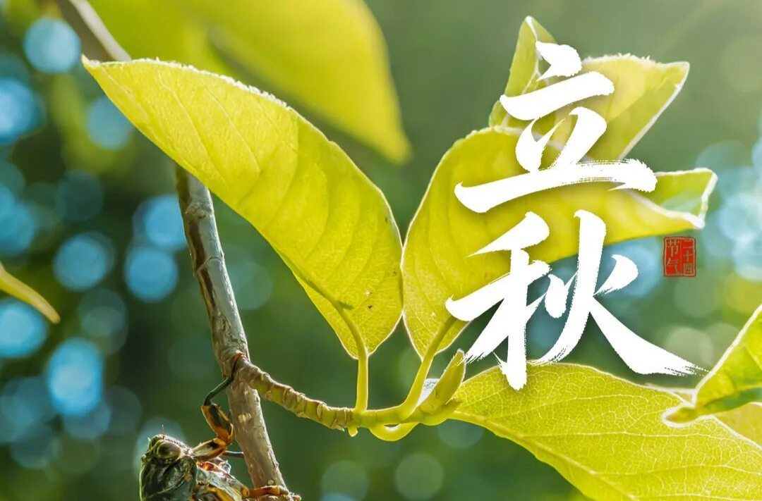 【H5】今日立秋